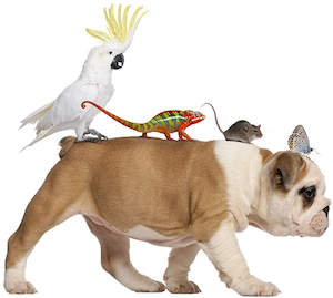 Training Inzicht in je familiesysteem